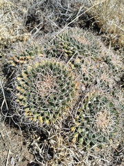Mammillaria magnimamma
