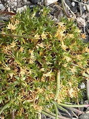 Colobanthus quitensis