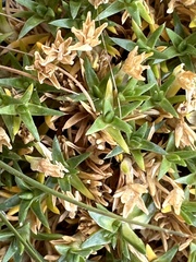 Colobanthus quitensis