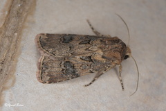 Agrotis bigramma