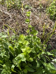 Triodanis perfoliata