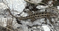 Liolaemus magellanicus