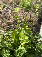 Triodanis perfoliata