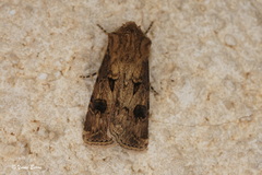 Agrotis bigramma