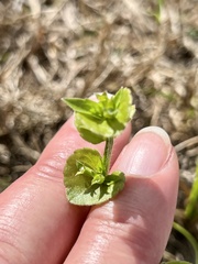 Triodanis perfoliata