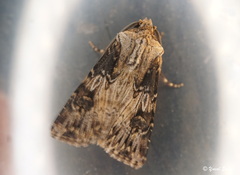 Agrotis syricola