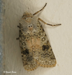 Agrochola staudingeri