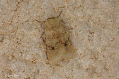 Agrochola pauli