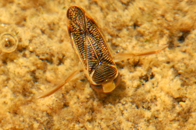 Sigara nigrolineata