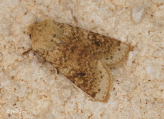 Agrochola pauli