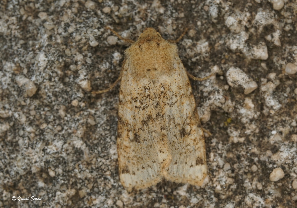 Agrochola pauli