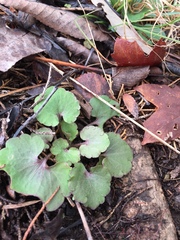 Ranunculus abortivus