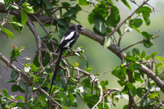 Lanius melanoleucus