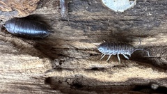 Cylisticus convexus