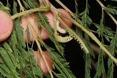 Leucaena pulverulenta
