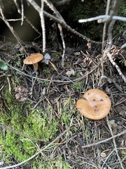 Lactarius rubidus