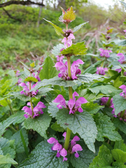 Lamium maculatum