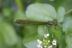 Calopteryx splendens