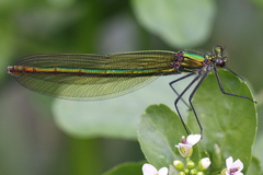 Calopteryx splendens