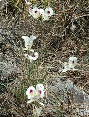 Calochortus eurycarpus