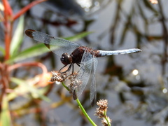 Erythrodiplax atroterminata