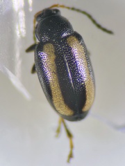 Phyllotreta undulata