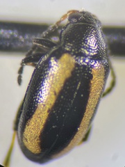 Phyllotreta undulata