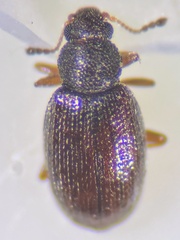 Corticarina