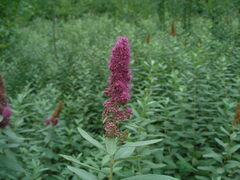 Spiraea × pallidiflora