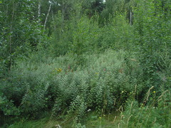 Spiraea × pallidiflora