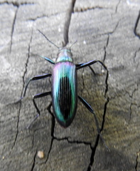 Strongylium cupreocinctum