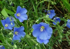 Linum perenne