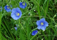 Linum perenne