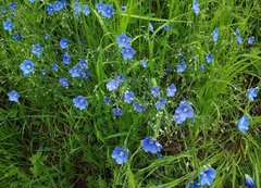Linum perenne