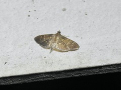 Pilocrocis ramentalis
