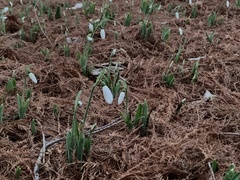 Galanthus