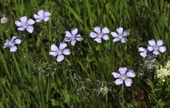 Linum austriacum