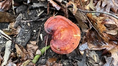 Ganoderma curtisii