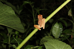 Boana lanciformis