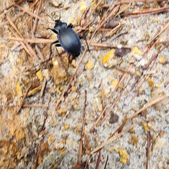 Carabus goryi