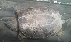 Chelydra acutirostris