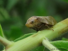 Cephisus siccifolius
