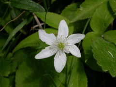 Anemonoides trifolia