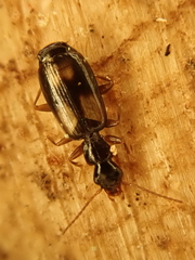 Calodromius spilotus