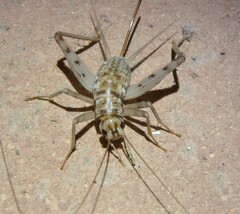 Gryllomorpha dalmatina