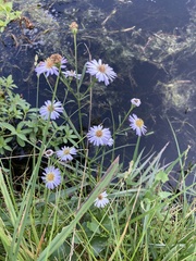 Symphyotrichum simmondsii
