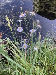 Symphyotrichum simmondsii
