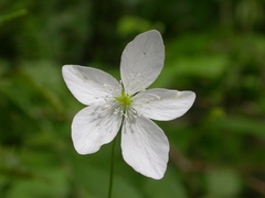 Anemonoides trifolia