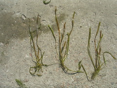Vallisneria spiralis