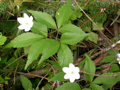 Anemonoides trifolia